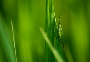 虫情测报灯的使用原理