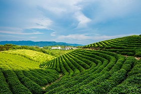 智慧茶园管理系统介绍