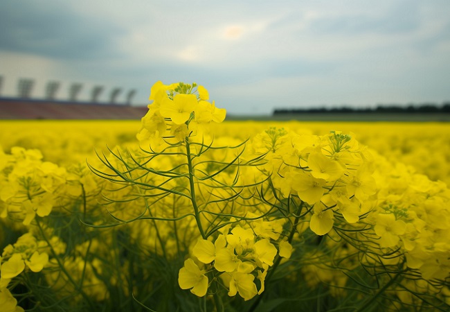 油菜花.jpg